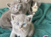 Beautiful Ragdoll X Kittens