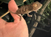 Female sambava panther chameleon