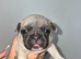 French Bulldog Puppies