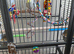 For sale male cockertiel and cage