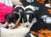 Traditional Mini Jack Russell pups