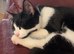 Re-home my 7 month kitten