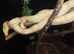 Male sun glow boa