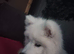 Beautiful KC Regency Samoyed Girl For Sale