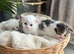Four very fluffy kittens
