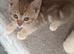 British shorthair lilac/cinnamon kittens