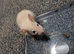 Siamese baby rats