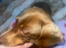 Miniature dachshund