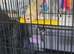 Kakariki parrot