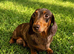 mini dashund