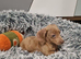 ️Mini Dachshund Pups Fully vaccinated Ready Now️