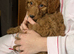 3 puppies left