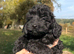 F1 toy cockapoo puppies LAST TWO!