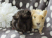 Gorgeous baby boar pair