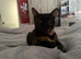 4 beautiful kittens for sale please read discription