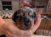 Beautiful merle dorkies