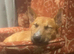 English Bull Terrier X Jack Russell Terrier Pups