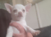 Male chihuahua