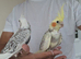 Super silly hand tamed baby cockatiels for sale