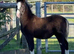 Smart Section A colt foal