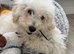 Female poochon