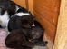 Kittens for sale