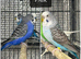 Beautiful mutation of budgies