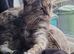 Maine coon