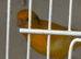 Fife canaries