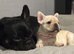 KC REG PEDIGREE FRENCH BULLDOG PUPPIES