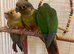 Baby conures