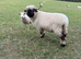 Valais Blacknose Ewes looking for new home