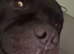male staffy