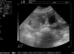 Mobile Ultrasound and Microchipping service