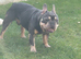 SOPPY FRENCH BULLDOG FOR STUD DUTIES