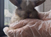 Cute Minilop bunnies