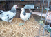 A Lovely pair of Bantam Light Sussex 3 months oldS pair