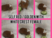 Beautiful crested baby guinea pigs