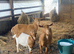 10 month old Golden Gurnsey x Boer Doe for sale
