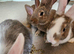Continental giant bunnies