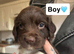 English springer spaniels