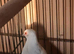 DIAMOND DOVE