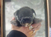 French bull dog puppies for sale