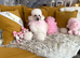 Standard poodle pups