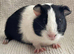 Guinea pigs - Bonded trio of Girls