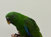 17 weeks old Eclectus Male.