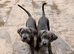 World Winner and Champion bloodline, Pedigree Cane Corso Puppies