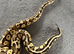 Ball Python for Sale