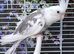 Various baby & adult cockatiels