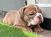 The Best New England Bulldogs